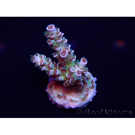 WYSIWYG Acropora Marikultur akklimatisiert LED