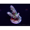 WYSIWYG Acropora Maricoltura acclimatata a LED