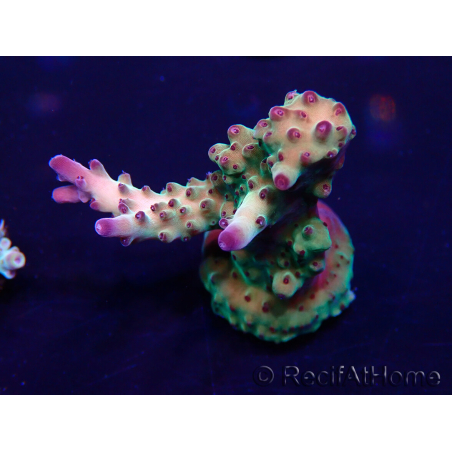 WYSIWYG Acropora Geacclimatiseerde maricultuur LED