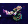 WYSIWYG Acropora Geacclimatiseerde maricultuur LED
