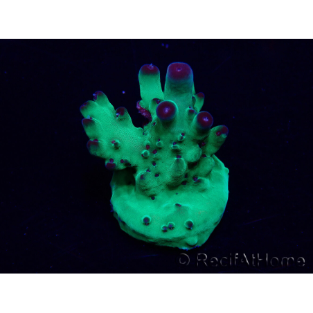 WYSIWYG Acropora Maricoltura acclimatata a LED
