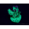 WYSIWYG Acropora Marikultur akklimatisiert LED