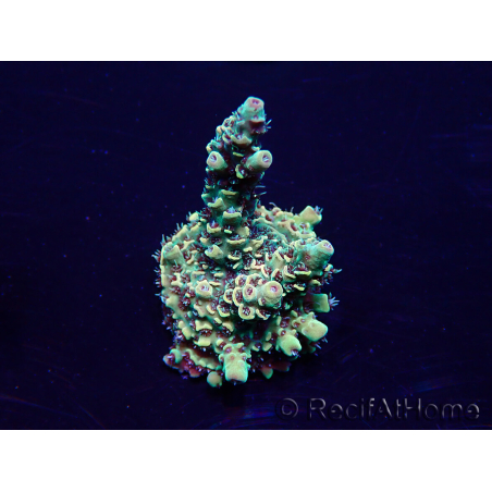 WYSIWYG Acropora Maricultura aclimatada LED