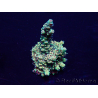 WYSIWYG Acropora Maricoltura acclimatata a LED