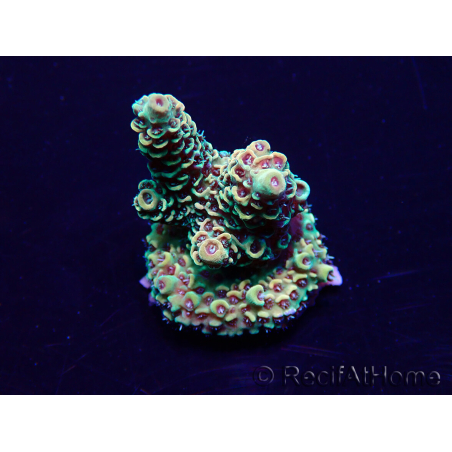 WYSIWYG Acropora Maricoltura acclimatata a LED