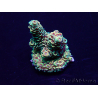 WYSIWYG Acropora Maricultuur geacclimatiseerd LED