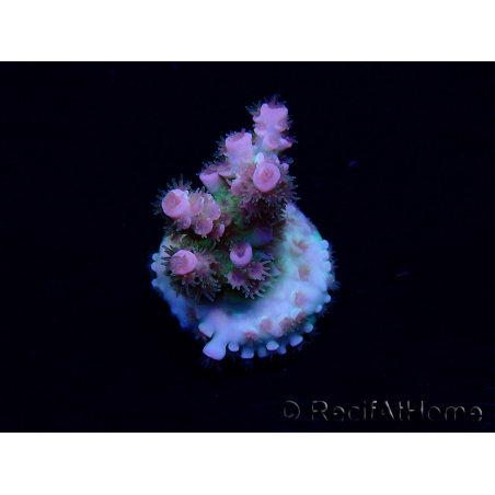 WYSIWYG Acropora tenuis Maricoltura acclimatata a LED