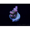 WYSIWYG Acropora tenuis Maricoltura acclimatata a LED