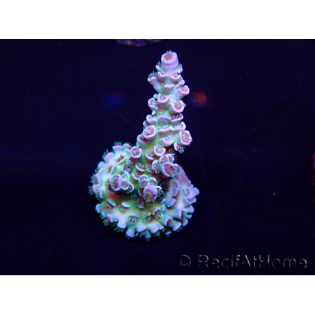 WYSIWYG Acropora Marikultur akklimatisiert LED