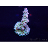 WYSIWYG Acropora Marikultur akklimatisiert LED