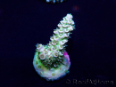 WYSIWYG Acropora tenuis Mariculture acclimated LED