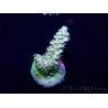 WYSIWYG Acropora tenuis Mariculture acclimaté led