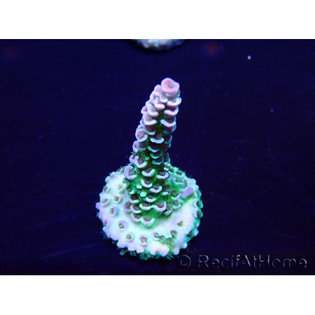 WYSIWYG Acropora acclimaté led