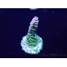 WYSIWYG Acropora acclimatato a led