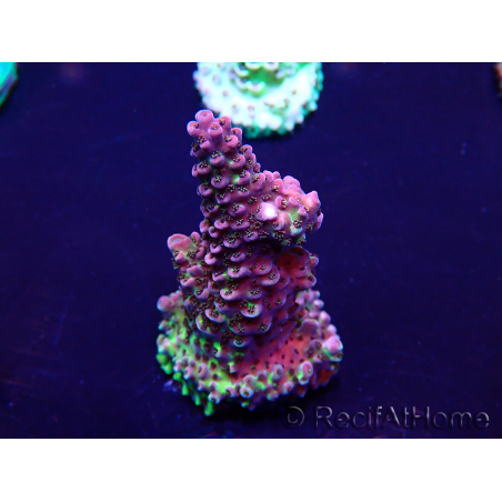 WYSIWYG Acropora Marikultur akklimatisiert LED