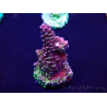 WYSIWYG Acropora Maricoltura acclimatata led