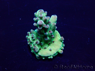 WYSIWYG Acropora Mariculture acclimated LED