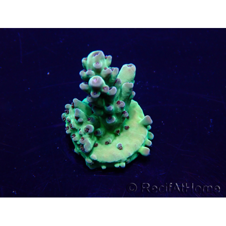 WYSIWYG Acropora Maricultuur geacclimatiseerd LED