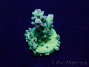 WYSIWYG Acropora Maricultuur geacclimatiseerd LED