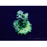 WYSIWYG Acropora Maricultuur geacclimatiseerd LED