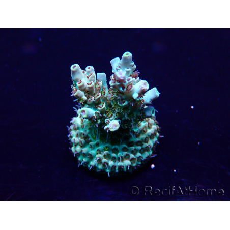WYSIWYG Acropora Mariculture acclimated LED