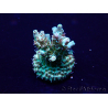 WYSIWYG Acropora 15C12 Mariculture acclimaté led