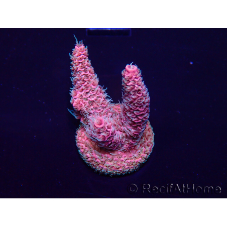 WYSIWYG Acropora millepora Maricultuur geacclimatiseerd LED