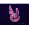 WYSIWYG Acropora millepora Maricultuur geacclimatiseerd LED