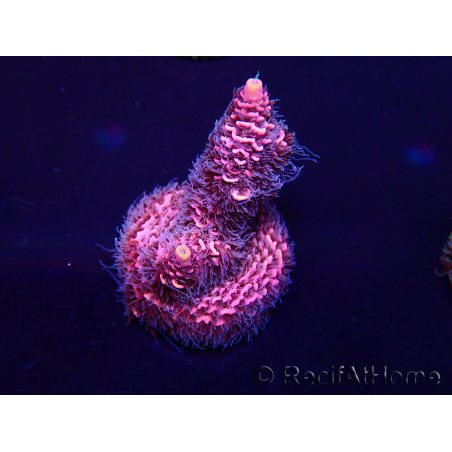 WYSIWYG Acropora millepora 15D3 Mariculture acclimaté led