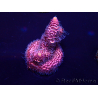 WYSIWYG Acropora millepora Maricultura acclimatata led
