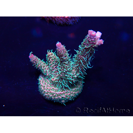 WYSIWYG Acropora milleporaMaricoltura acclimatata a LED