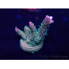 WYSIWYG Acropora milleporaMaricoltura acclimatata a LED