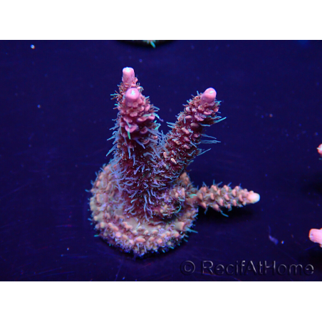 WYSIWYG Acropora Maricultuur geacclimatiseerd LED