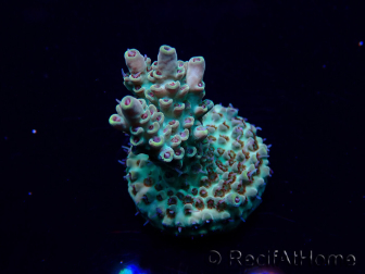 WYSIWYG Acropora Maricoltura acclimatata led