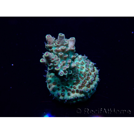 WYSIWYG Acropora 15D8 Mariculture acclimaté led