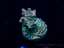 WYSIWYG Acropora Maricultured acclimated LED