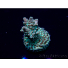 WYSIWYG Acropora 15D8 Mariculture acclimaté led