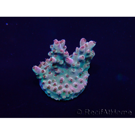 WYSIWYG Acropora Geacclimatiseerde maricultuur LED