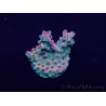 WYSIWYG Acropora Maricoltura acclimatata a LED