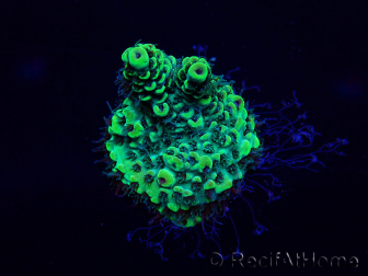 WYSIWYG Acropora Marikultur akklimatisiert LED