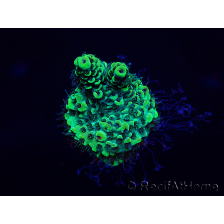 WYSIWYG Acropora Maricultuur geacclimatiseerd LED