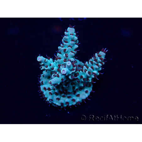 WYSIWYG Acropora Marikultur akklimatisiert LED