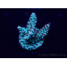 WYSIWYG Acropora Maricultuur geacclimatiseerd LED