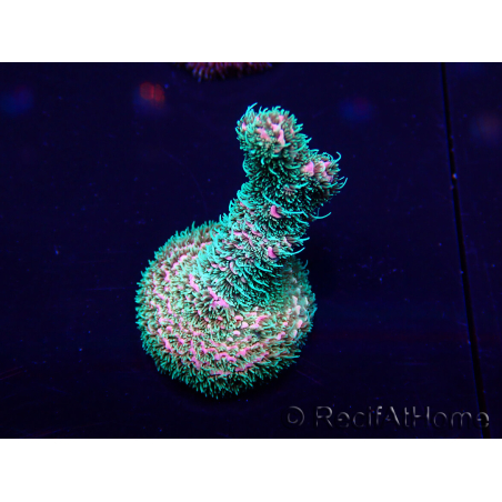 WYSIWYG Acropora Mariculture acclimated LED