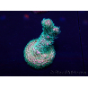 WYSIWYG Acropora Mariculture acclimated LED
