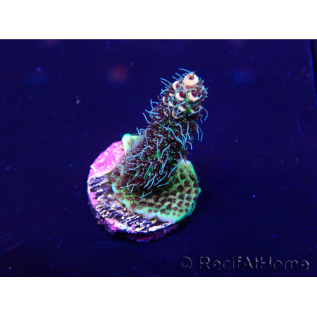 WYSIWYG Acropora akklimatisiert LED