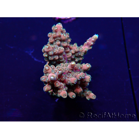 WYSIWYG Acroporaacclimated LED