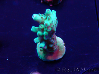 WYSIWYG Acropora Mariculture acclimaté led