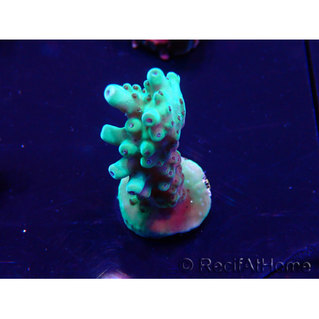 WYSIWYG Acropora Marikultur akklimatisiert LED