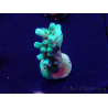 WYSIWYG Acropora Marikultur akklimatisiert LED